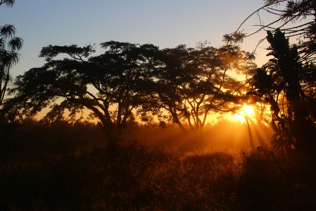 Captivating sunrise with sunbeams shining through lush forest trees, creating a magical golden glow.